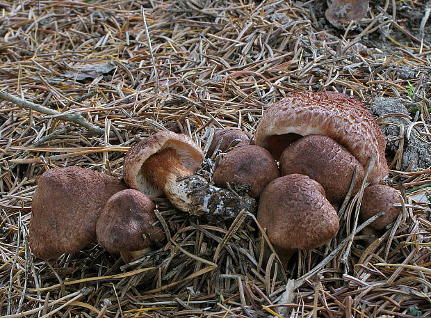 čírovka škridlicovitá Tricholoma vaccinum (Schaeff.) P. Kumm.