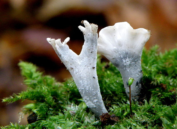 drevnatec parohatý Xylaria hypoxylon (L.) Grev.