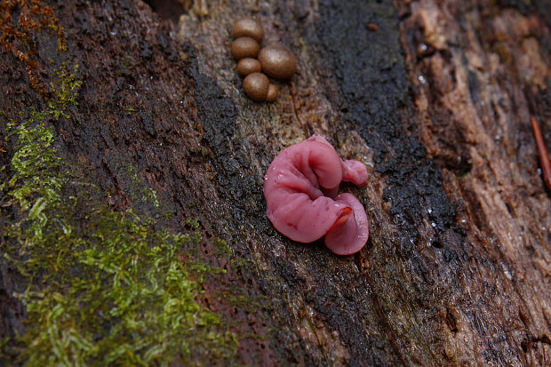 vrtidlovka Ascocoryne sp.