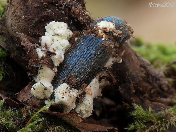 bovéria Beauveria sp.