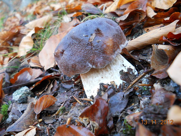 hríb smrekový Boletus edulis Bull.