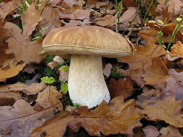 hríb smrekový Boletus edulis Bull.