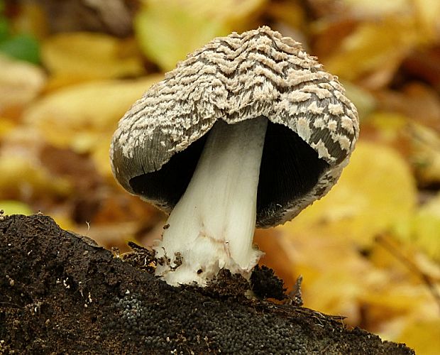 hnojník strakatý Coprinopsis picacea (Bull.) Redhead, Vilgalys & Moncalvo