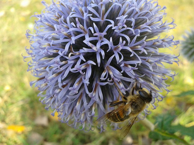 ježibaba guľatohlavá Echinops sphaerocephalus L.