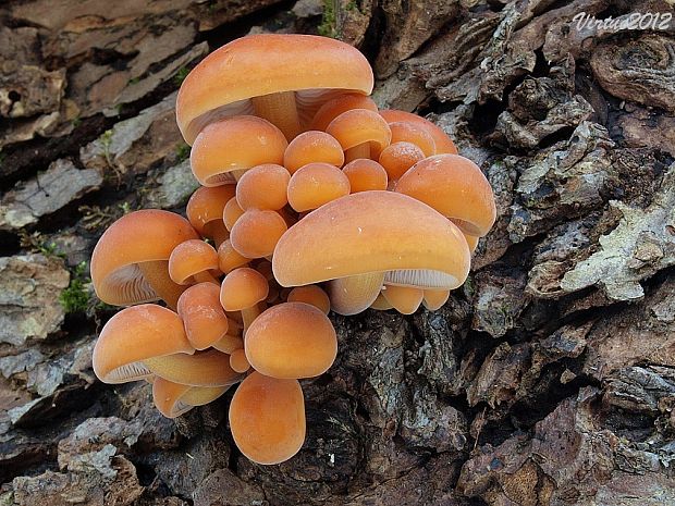 plamienka Flammulina sp.