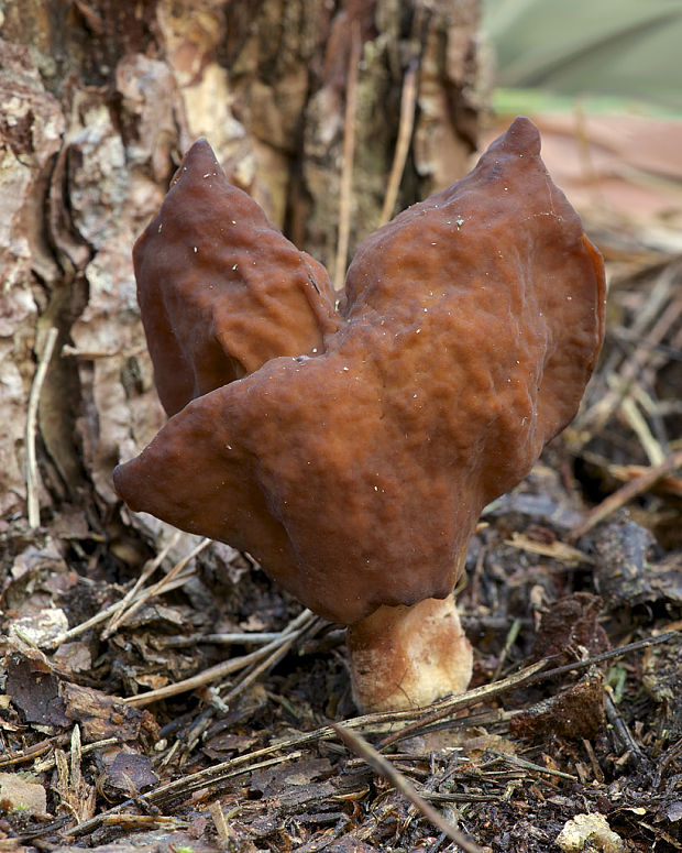 ušiak mitrovitý Gyromitra infula (Schaeff.) Quél.