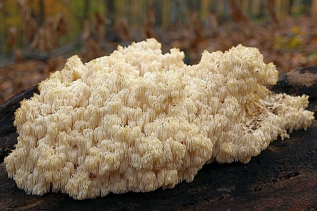 koralovec bukový Hericium coralloides (Scop.) Pers.