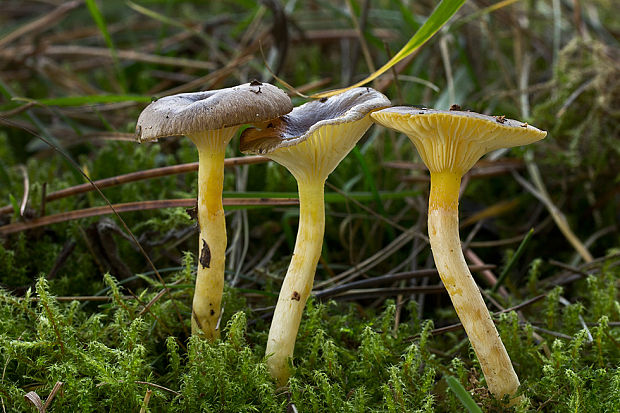 šťavnačka mrazová Hygrophorus hypothejus (Fr.) Fr.