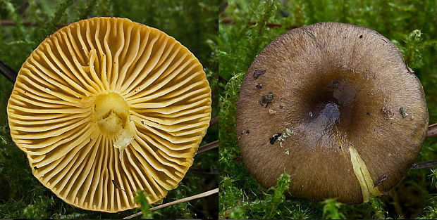 šťavnačka mrazová Hygrophorus hypothejus (Fr.) Fr.