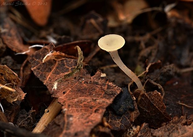 čiašočka Hymenoscyphus sp.