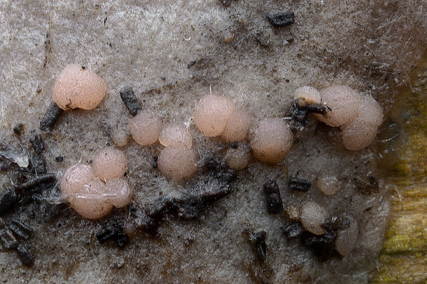 vreckovec ružový Iodophanus cf.carneus (Pers.) Korf