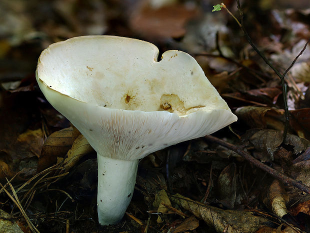 rýdzik korenistý Lactarius piperatus (L.) Pers.