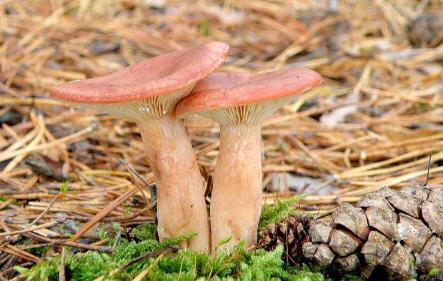 rýdzik Lactarius sp.