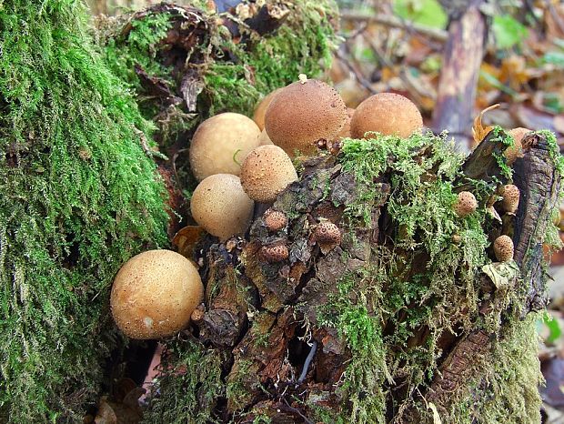 prášnica hruškovitá Lycoperdon pyriforme Schaeff.