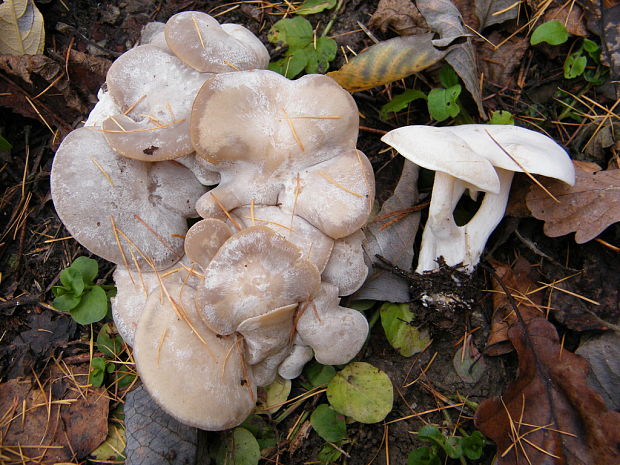 strmulec biely Lyophyllum connatum (Schumach.) Singer