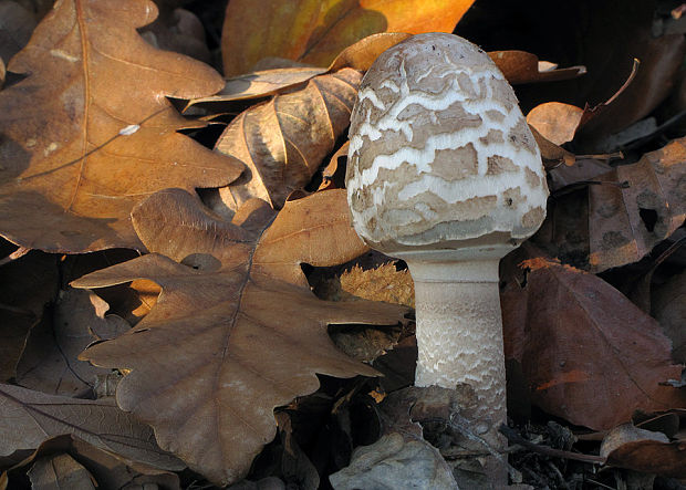 bedľa Macrolepiota sp.