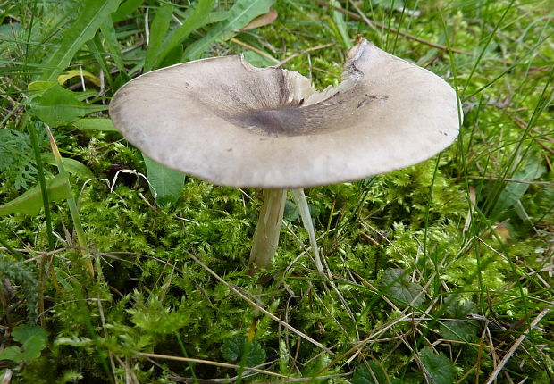 tmavuľka popolavá ? Melanoleuca exscissa ? (Fr.) Singer