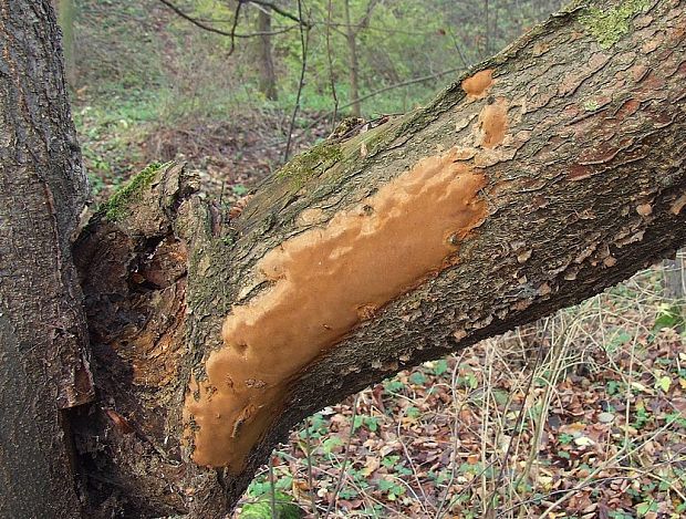 ohňovec Phellinus sp.