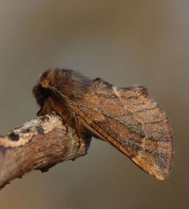 chochlatka javorová Ptilophora plumigera