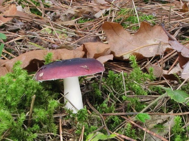 plávka Russula sp.