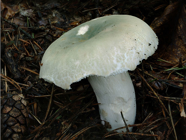 plávka zelenkastá Russula virescens (Schaeff.) Fr.