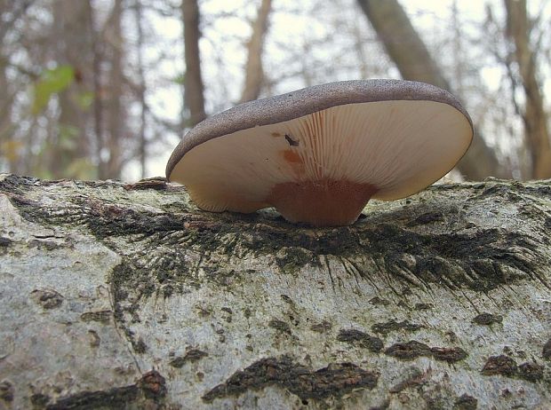 pňovka neskorá Sarcomyxa serotina (Pers.) P. Karst.