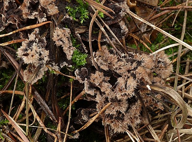 plesňovka zemná Thelephora terrestris Ehrh.