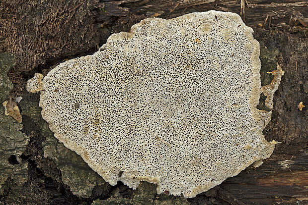 trúdnikovec voňavý Trametes suaveolens (L.) Fr.