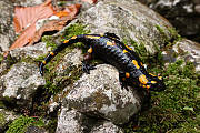 salamandra škvrnitá