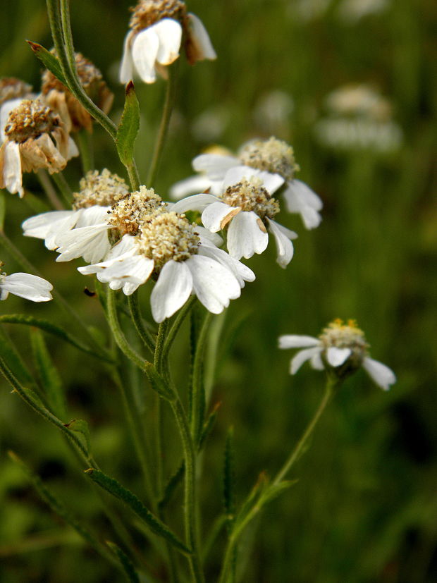 rebríček bertrámový Achillea ptarmica L.