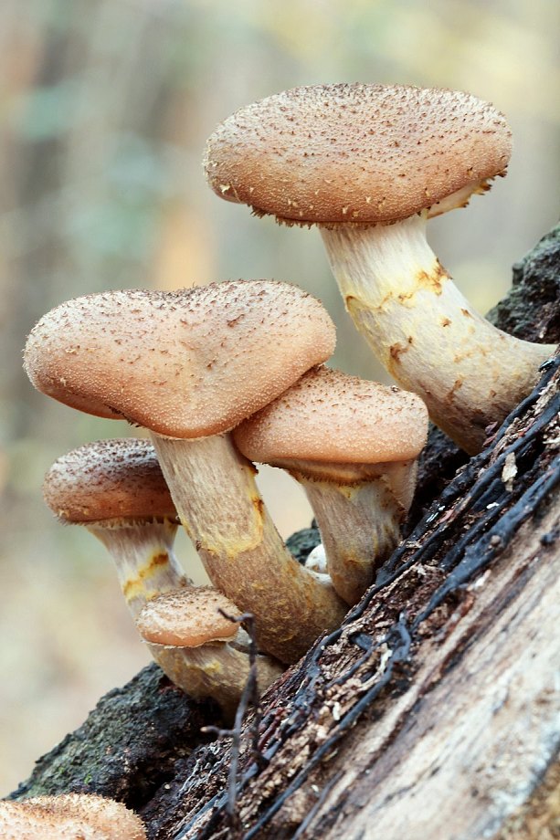 podpňovka Armillaria sp.