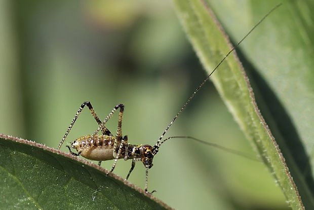 kobylka (nymfa) Barbitistes sp.