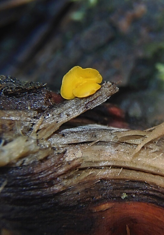 okrasník Bisporella sp.