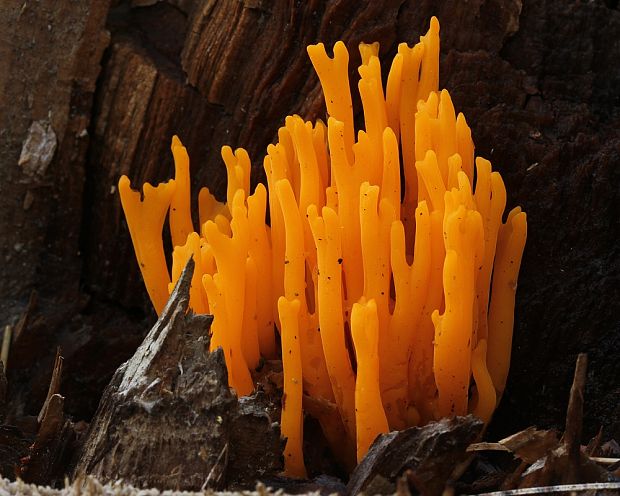 parôžkovec lepkavý Calocera viscosa (Pers.) Fr.