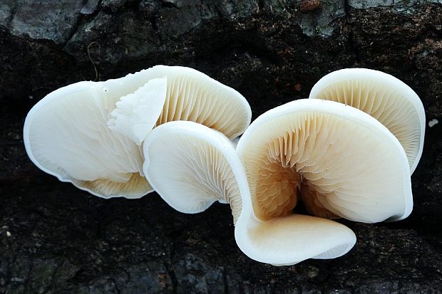 pahliva Crepidotus sp.