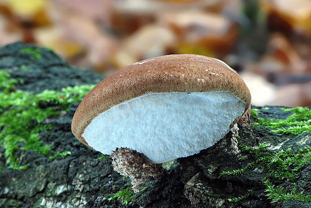 brezovník obyčajný Fomitopsis betulina (Bull.) B.K. Cui, M.L. Han & Y.C. Dai