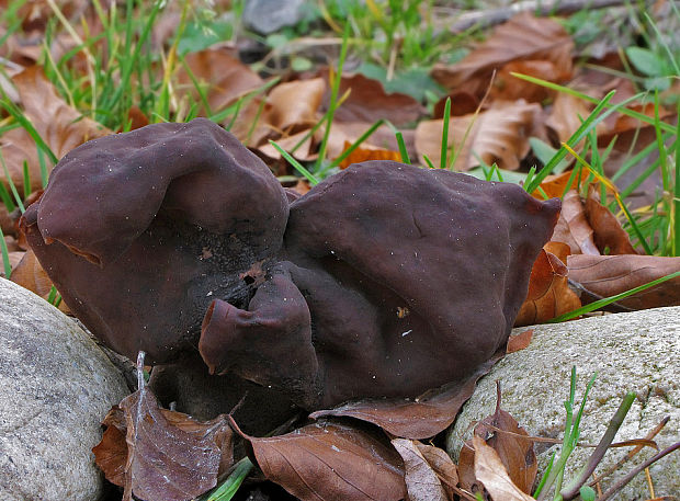 ušiak mitrovitý Gyromitra infula (Schaeff.) Quél.