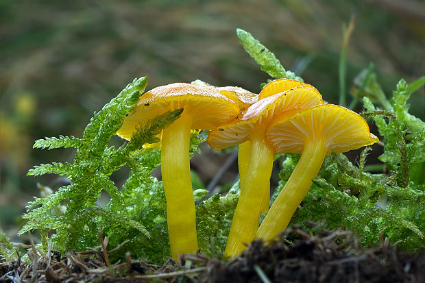 lúčnica citrónovožltá Hygrocybe chlorophana? (Fr.) Wünsche