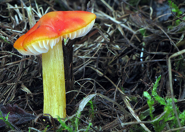 lúčnica kužeľovitá Hygrocybe conica (Schaeff.) P. Kumm.