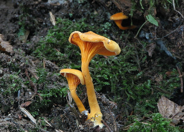 líška oranžová Hygrophoropsis aurantiaca (Wulfen) Maire