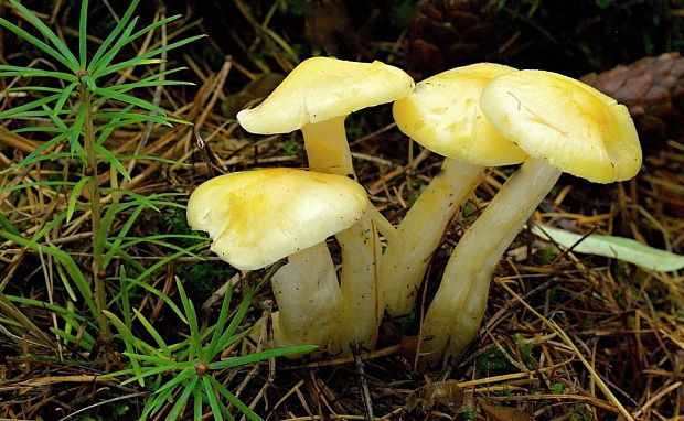 šťavnačka smrekovcová Hygrophorus lucorum Kalchbr.