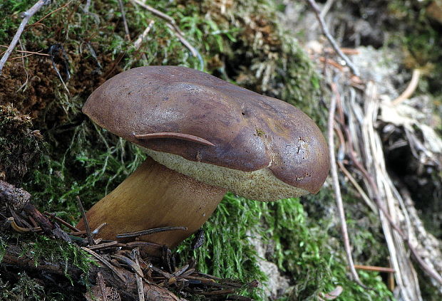 suchohríb hnedý Imleria badia (Fr.) Vizzini