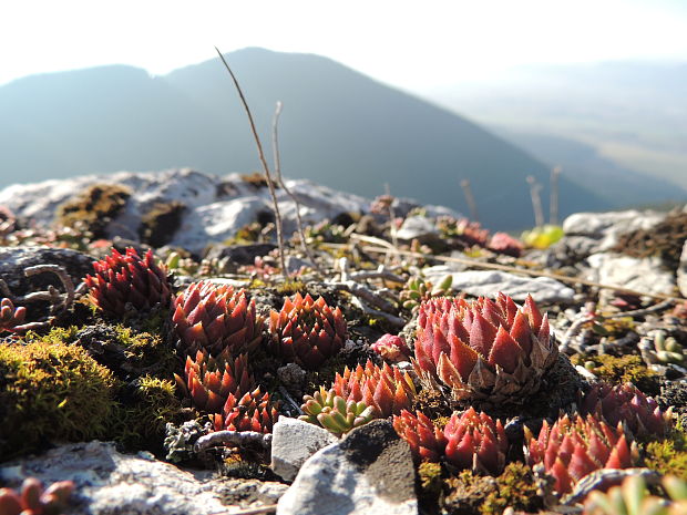 skalničník guľkovitý Jovibarba globifera (L.) J. Parn.