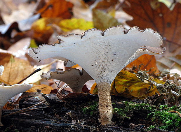 trúdnik zimný Lentinus brumalis (Pers.) Zmitr.