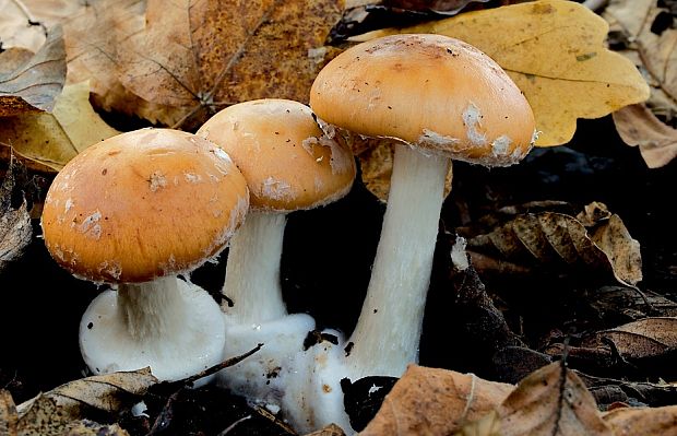 bielopavučinovec hľuznatý Leucocortinarius bulbiger (Alb. & Schwein.) Singer