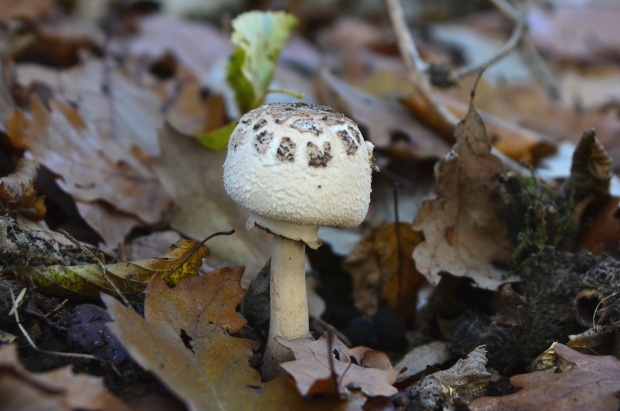 bedľa Konradova Macrolepiota konradii (Huijsman ex P.D. Orton) M.M. Moser