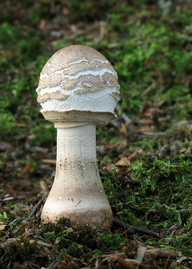 bedľa Macrolepiota sp.