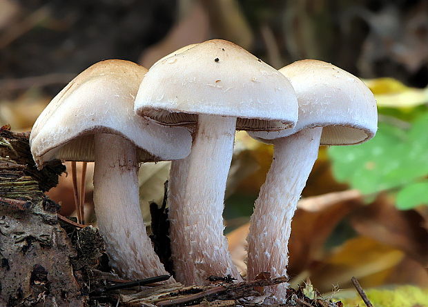 šupinovka hlinovookrová Pholiota lenta (Pers.) Singer