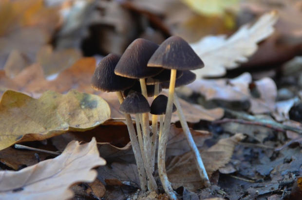 drobuľka Psathyrella sp.