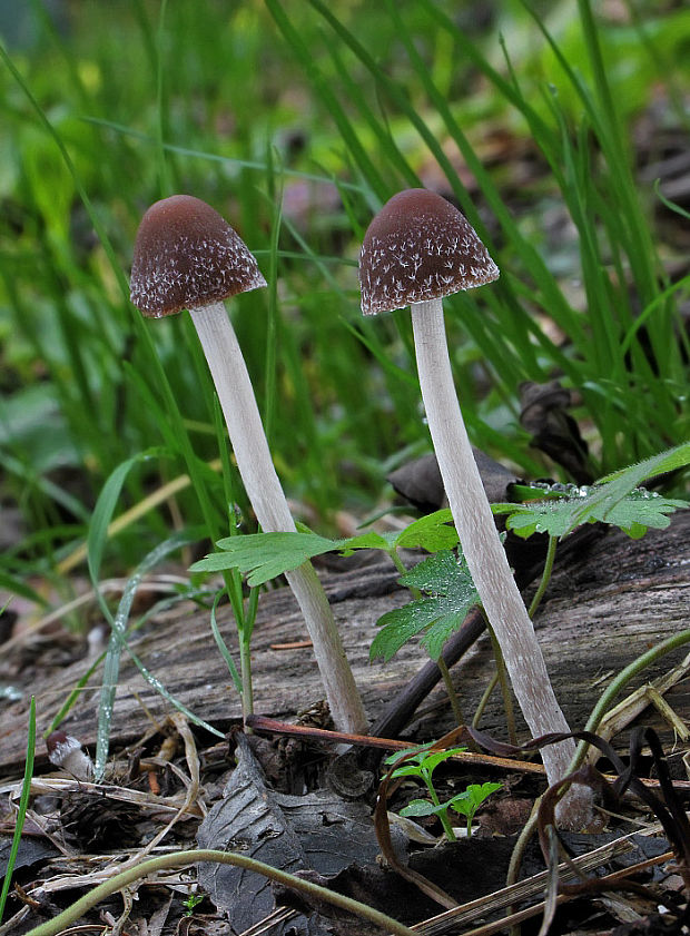 drobuľka Psathyrella sp.